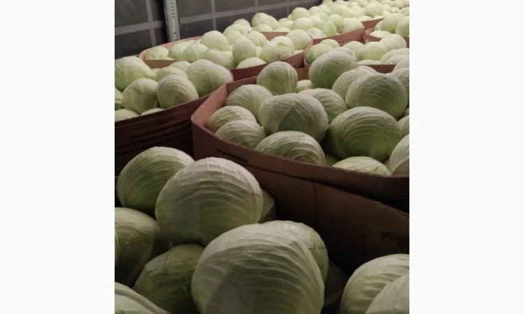 Продаж капусти білоголової врожаю 2022 року - фото № 1