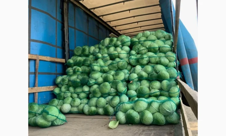 Продаж капусти сорту Агресор оптом - фото № 4