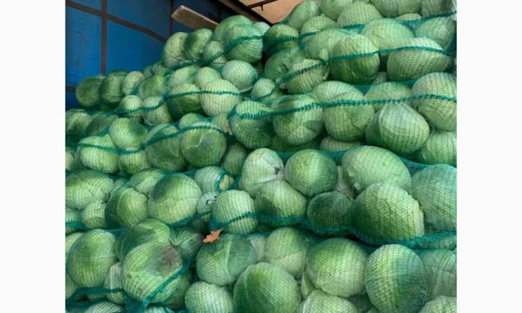 Продаж капусти сорту Агресор оптом - фото № 3