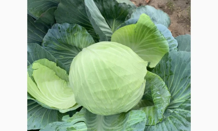 Продаж капусти сорту Агресор оптом - фото № 1