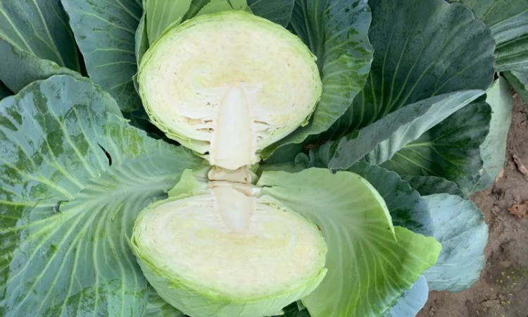 Продаж капусти сорту Агресор оптом - фото № 2