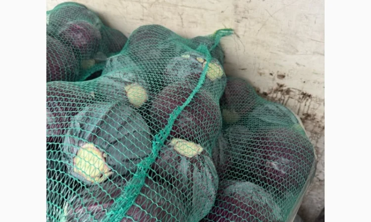 Червоннокачанная капуста оптом - фото № 4