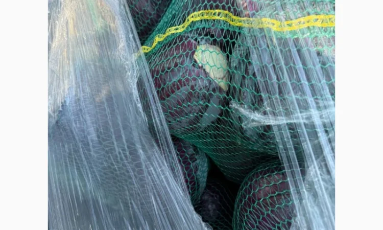 Червоннокачанная капуста оптом - фото № 6