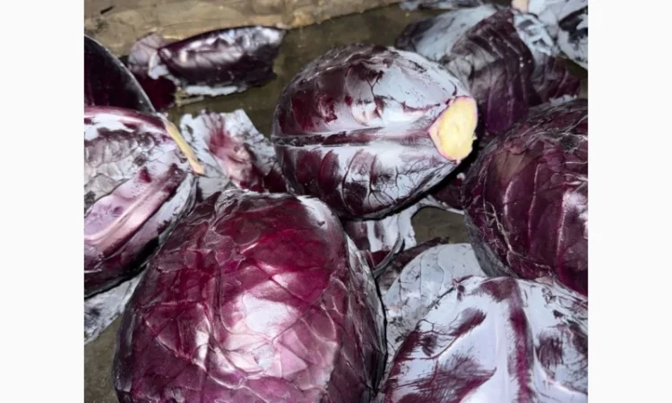 Червоннокачанная капуста оптом - фото № 7