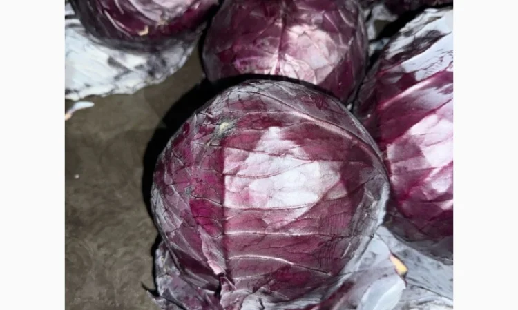 Червоннокачанная капуста оптом - фото № 9