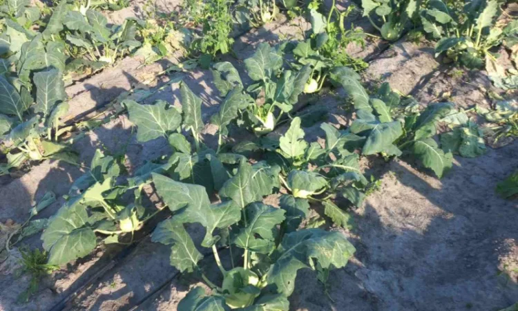 Капуста кольрабі на продаж - фото № 1