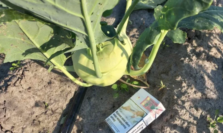 Капуста кольрабі на продаж - фото № 2