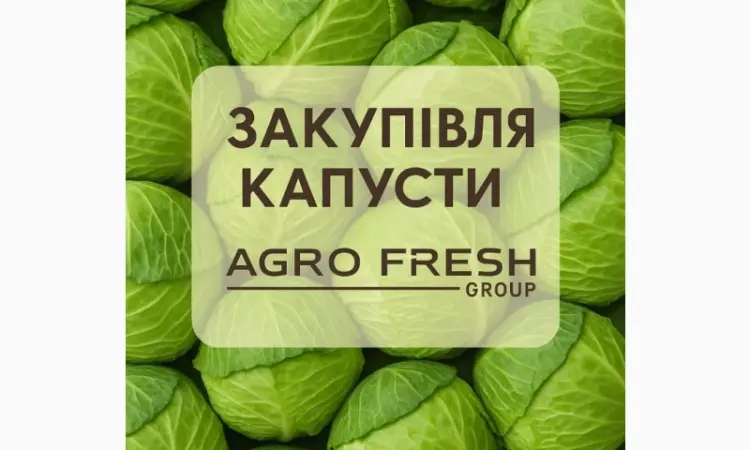 ООО «Агрофреш Груп» закупает капусту сезона - фото № 1