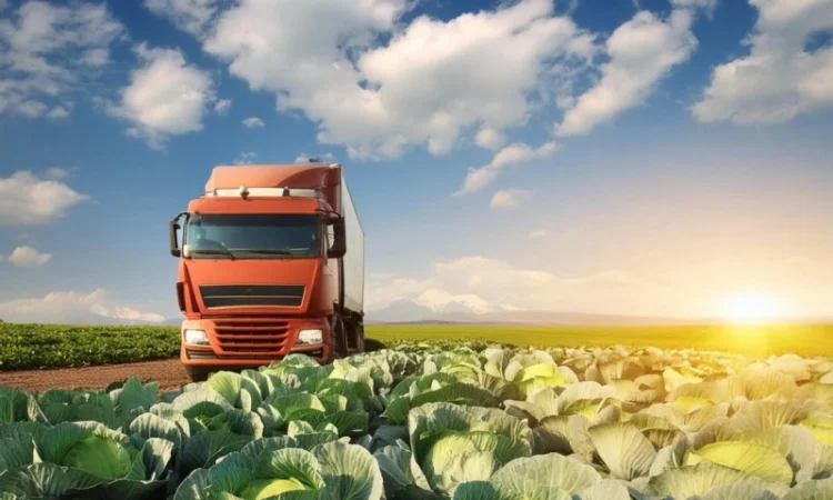 Закупівля капусти оптом у Києві - фото № 1