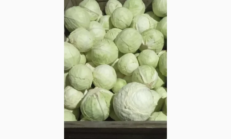 Продаж капусти - фото № 3