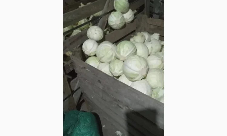 Продаж капусти - фото № 4