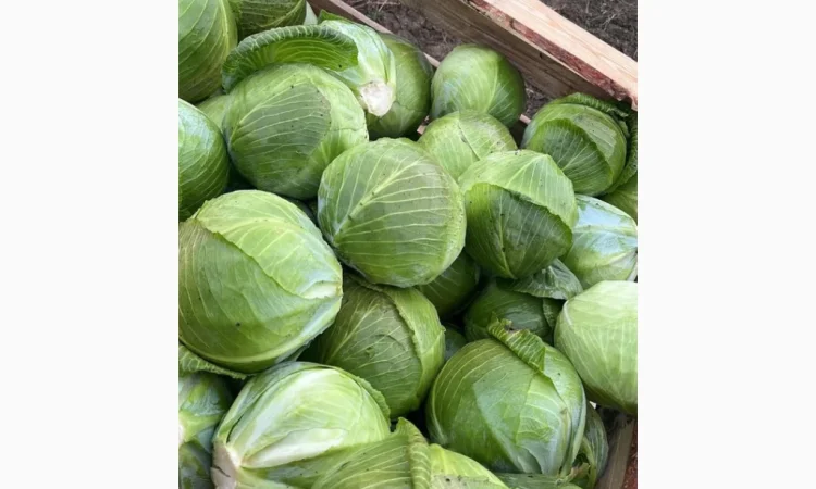 Капуста сорт Експерт і Сторідор на продажу - фото № 2