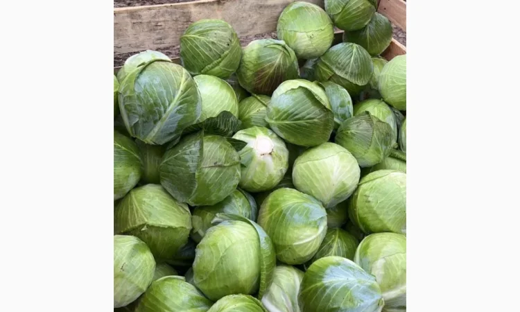 Капуста сорт Експерт і Сторідор на продажу - фото № 3