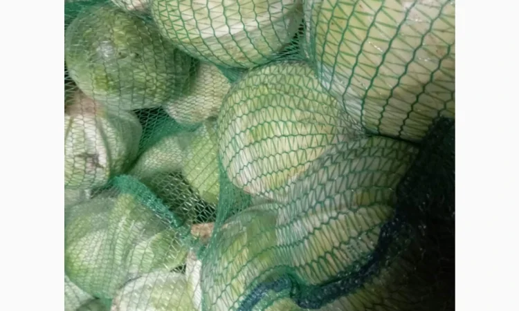 Капуста оптом від 100 кг до 3 тонн - фото № 1