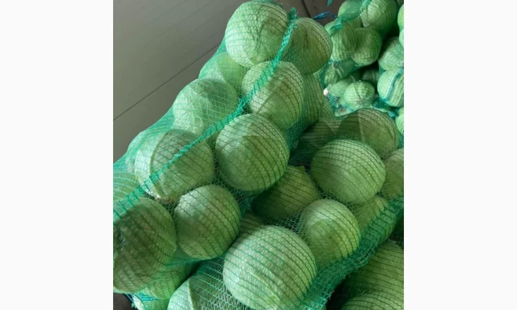 Капуста від виробника - фото № 1