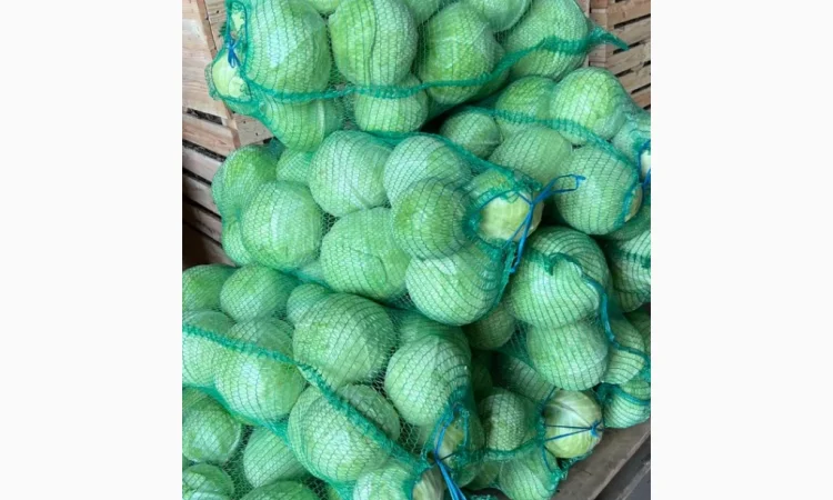 Капуста від виробника - фото № 2