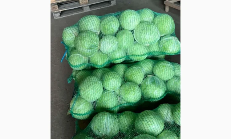 Капуста від виробника - фото № 3