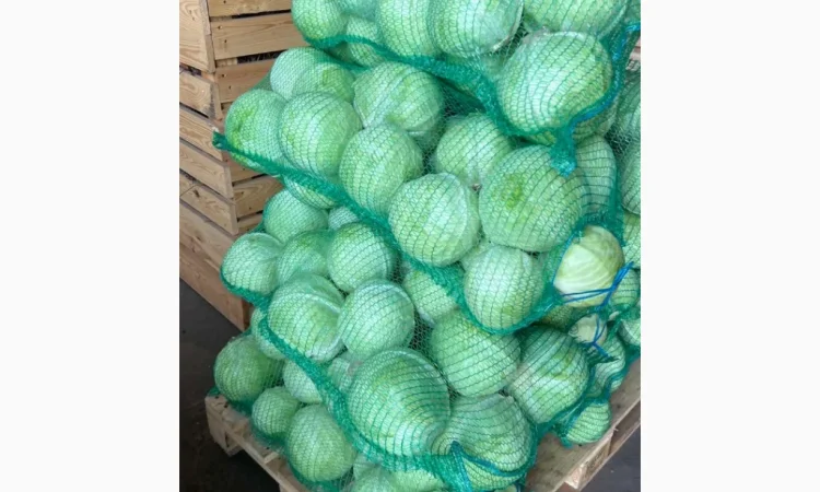 Капуста від виробника - фото № 4