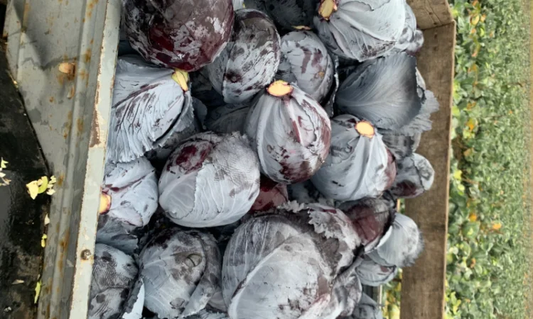 Куплю синю капусту оптом - фото № 1