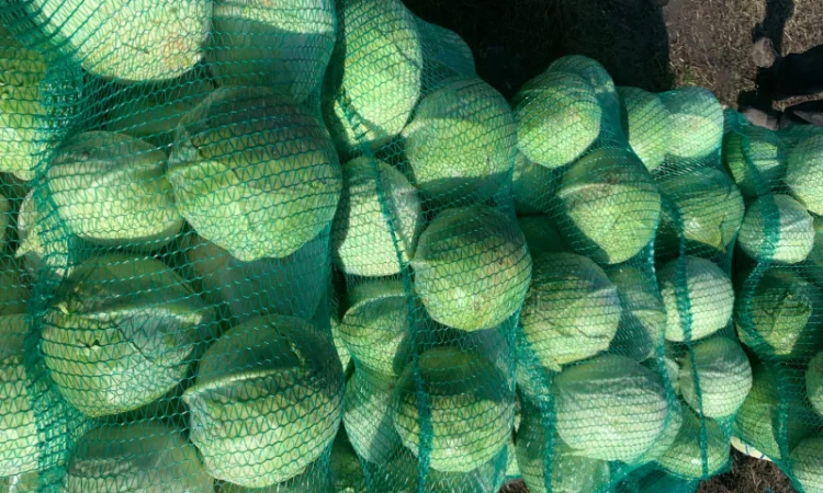 Продаж капусти пізньої епікур - фото № 1