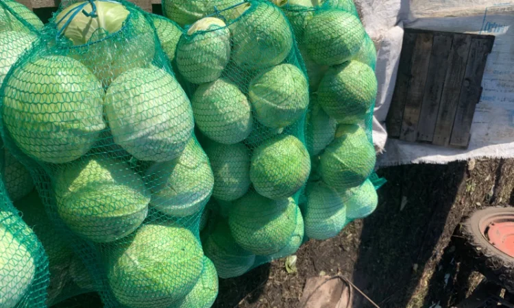 Продаж капусти пізньої епікур - фото № 2