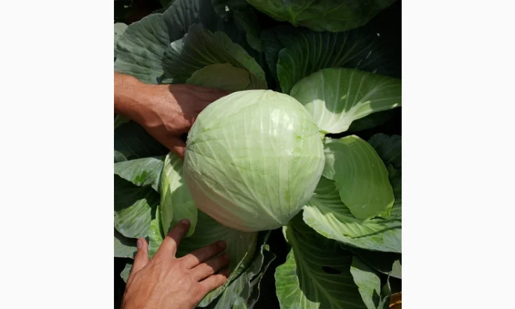 Капуста Сорт Агресор на продаж - фото № 2