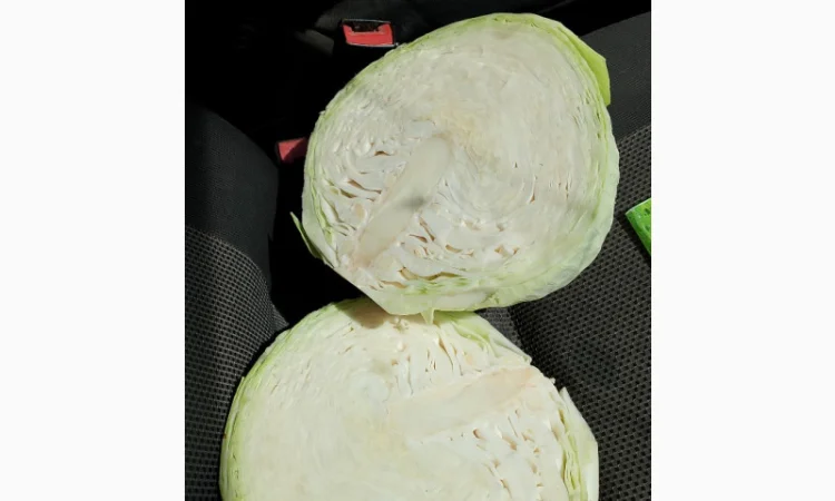Капуста Сорт Агресор на продаж - фото № 3