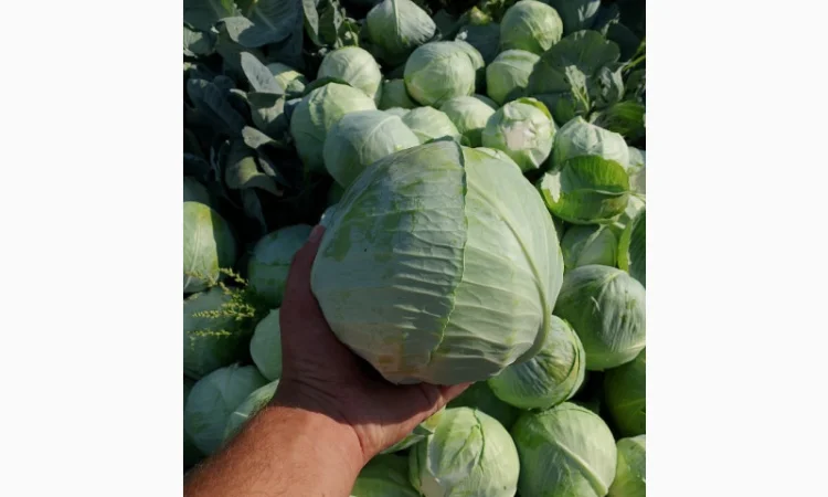 Капуста Сорт Агресор на продаж - фото № 4