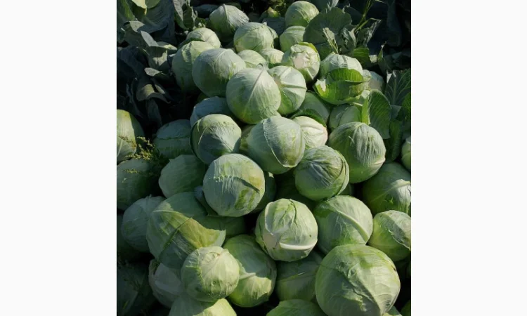 Капуста Сорт Агресор на продаж - фото № 5