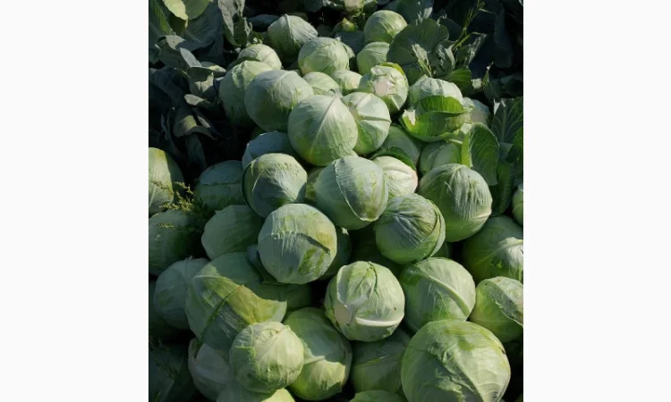 Капуста Сорт Агресор на продаж - фото № 6