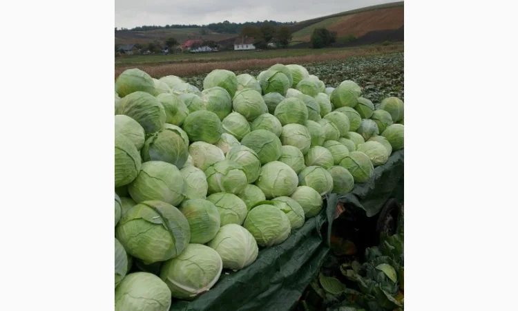 Продаю капусту Тереодор - фото № 1