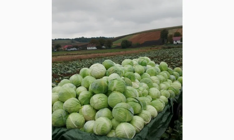 Продаю капусту Тереодор - фото № 2