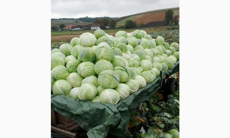 Продаю капусту Тереодор - фото № 3