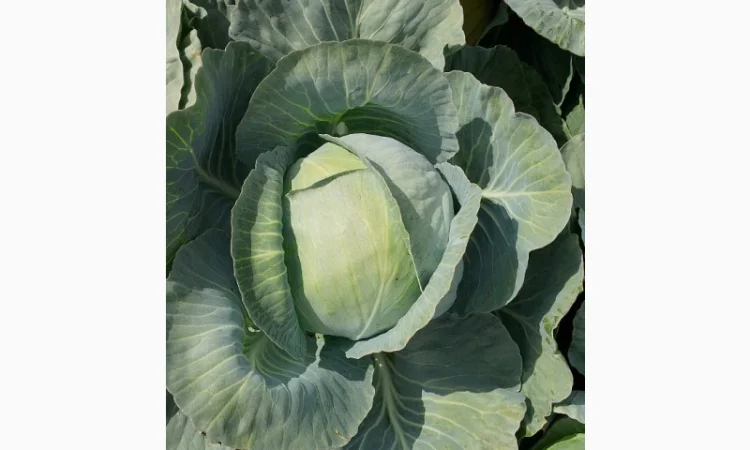 Продаю капусту Тереодор - фото № 4