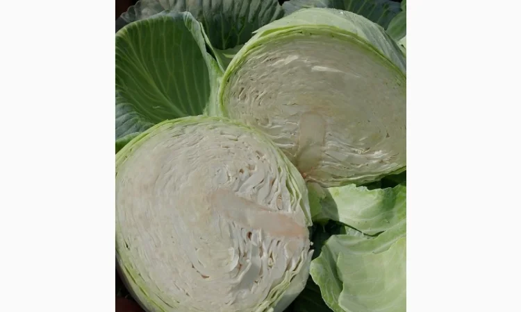 Продаю капусту Тереодор - фото № 5