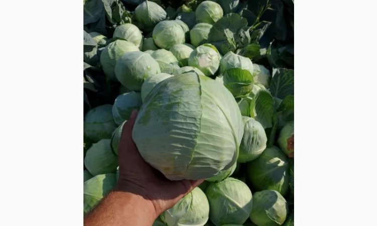 Продаж якісної капусти - фото № 2