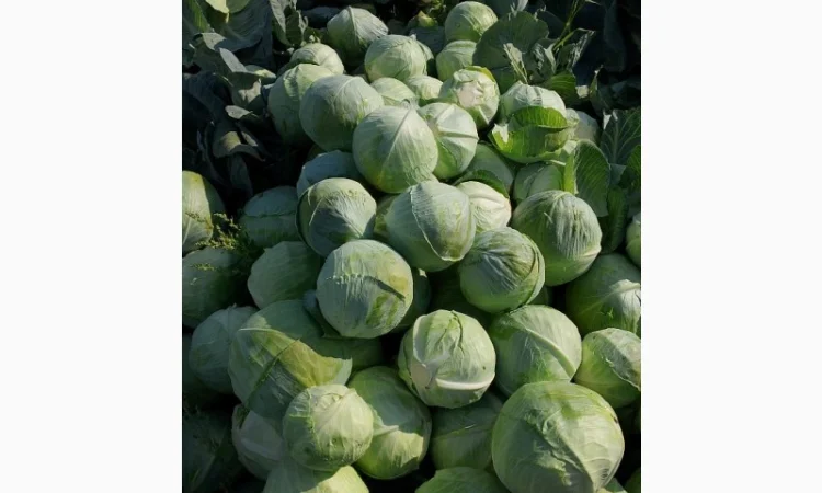 Продаж якісної капусти - фото № 3