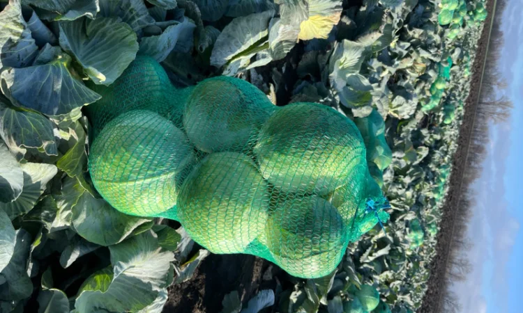 Капуста тайфун на продаж - фото № 1