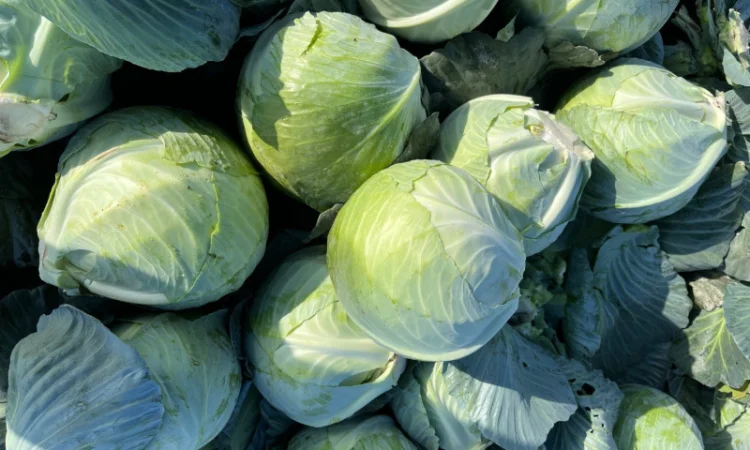 Капуста тайфун на продаж - фото № 2