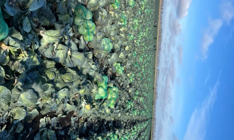 Капуста тайфун на продаж - фото № 3