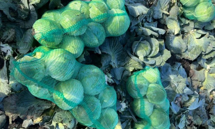Капуста тайфун на продаж - фото № 4