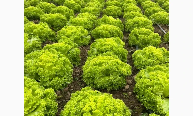 Продажа зимней капусты из Закарпаття - фото № 1