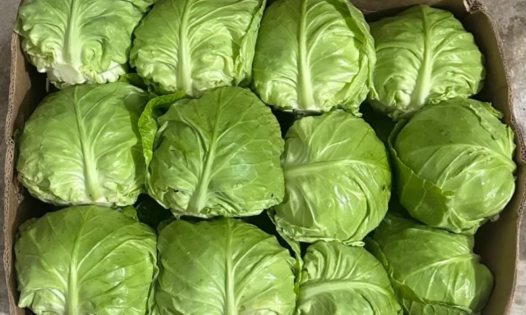 Продажа зимней капусты из Закарпаття - фото № 3