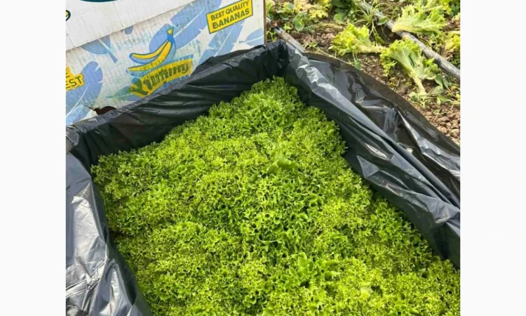 Продажа зимней капусты из Закарпаття - фото № 4