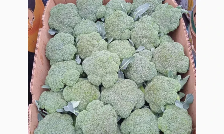 Продажа зимней капусты из Закарпаття - фото № 5