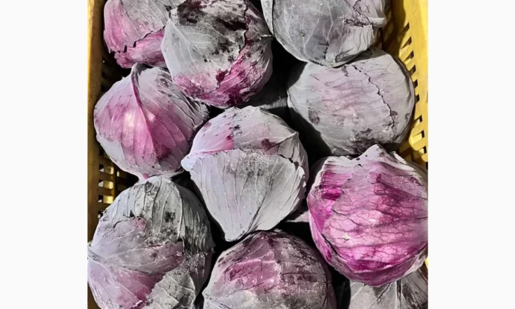 Продажа зимней капусты из Закарпаття - фото № 7