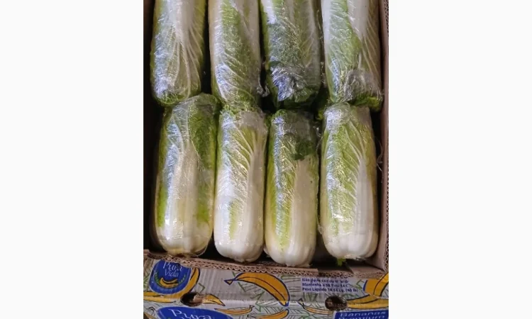 Продажа зимней капусты из Закарпаття - фото № 8