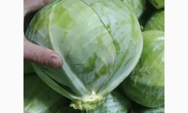 Капуста сорт еспект сторідор на продаж - фото № 1