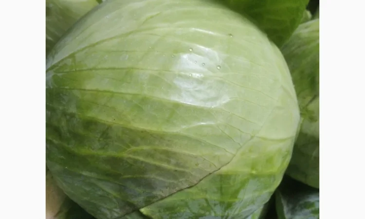 Капуста сорт еспект сторідор на продаж - фото № 2