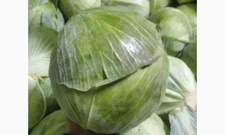 Капуста сорт еспект сторідор на продаж - фото № 3